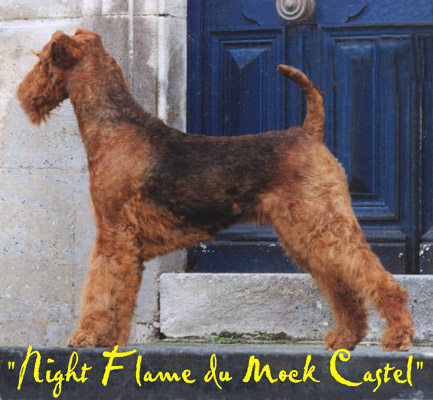 Night Flame